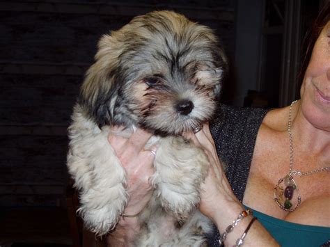 Lhasaapso x chihuahua pups in Dingwall, Highland Gumtree