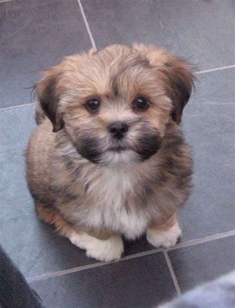 Lhasa Apso puppy