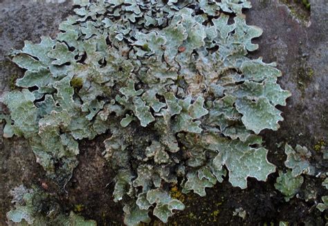 Lichenes atau Lumut Kerak Merupakan Organisme