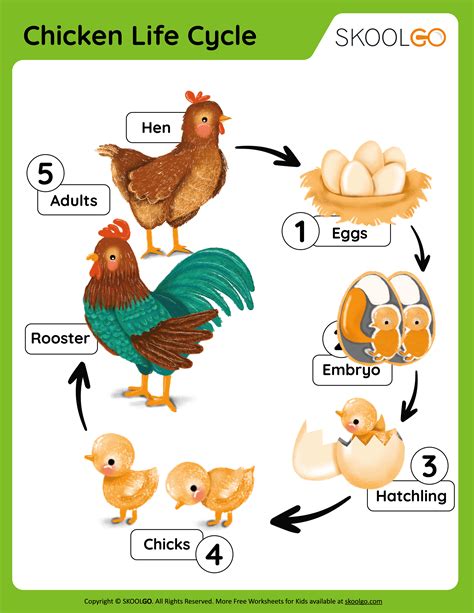 Life Cycle Of A Hen Worksheet