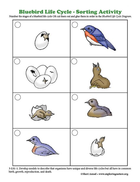Life Cycle Of Birds Worksheet