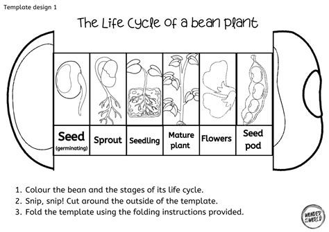 Life Cycle Bean Plant Worksheet