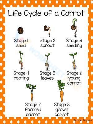 Life Cycle Of A Carrot Worksheet