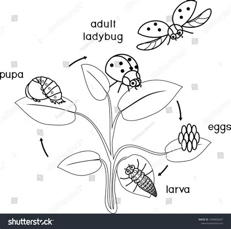 Life Cycle Of A Ladybug Coloring Page