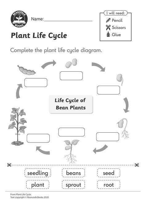Life Cycle Of A Plant Worksheet