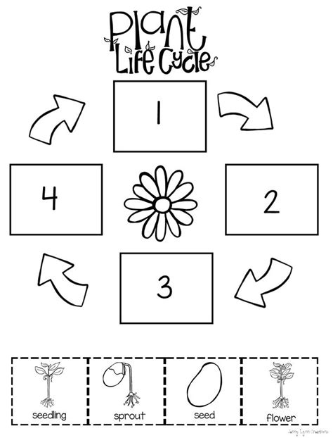 Life Cycle Of A Plant Worksheet Kindergarten