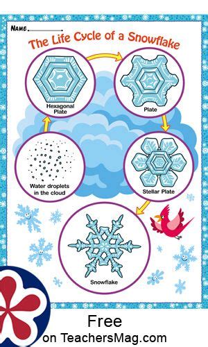 Life Cycle Of A Snowflake Free Printable