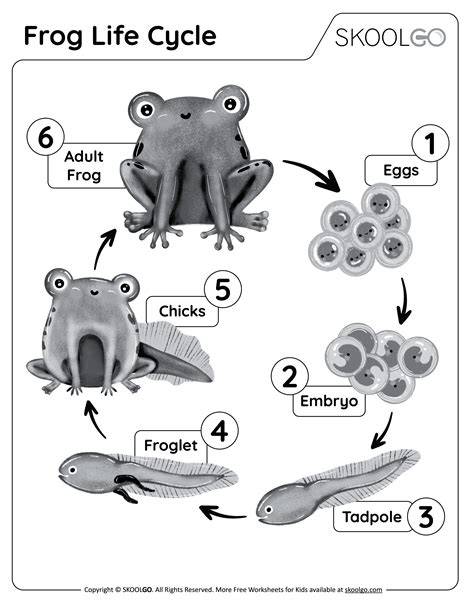 Life Cycle Of Frog Worksheets