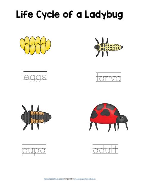 Life Cycle Of Ladybug Worksheet