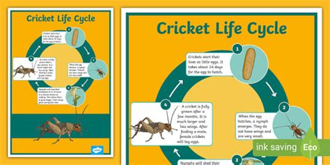 Life Cycle of Cricket in Indonesia