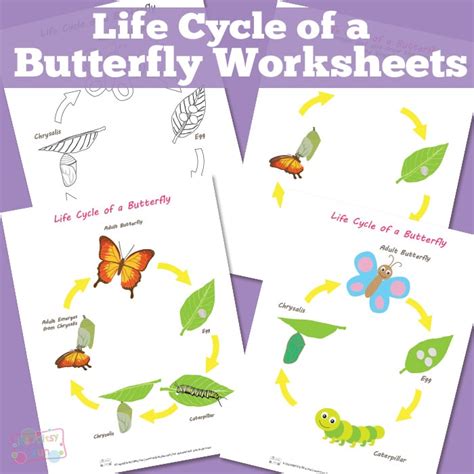Life Cycle of a Butterfly Worksheet - Itsy Bitsy Fun