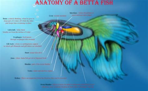 Life Span Of Betta Fish