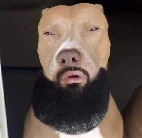 Cream of the Canine Crop: Discovering the Alluring Beauty of the Light Skin Dog Face