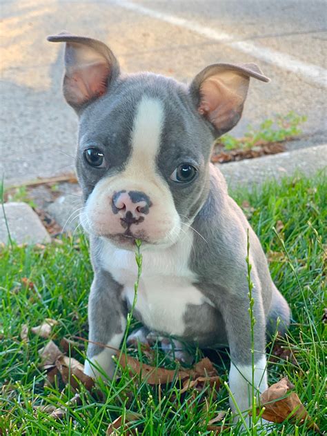Lilac Boston Terrier Puppies: The Unique Puppies Of 2023