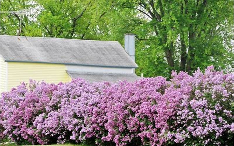 Lilac Bushes For Privacy Fence: The Ultimate Guide