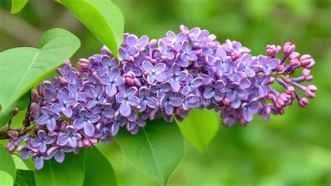 Lilac A Springtime Delight