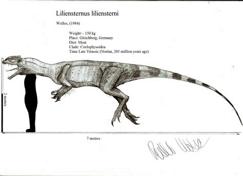 Liliensternus Skeleton