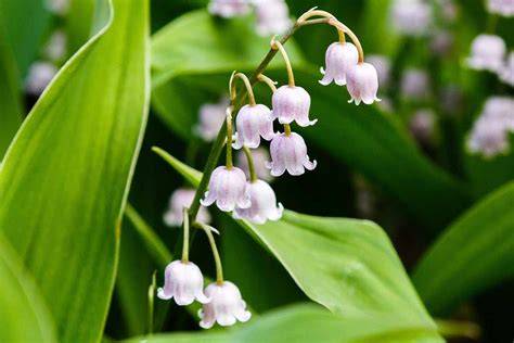 Lily of the Valley Color Variations