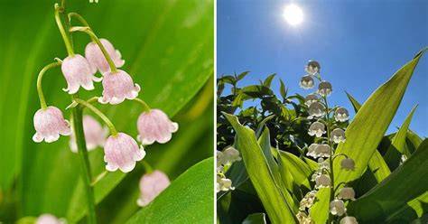 Lily of the Valley FAQ