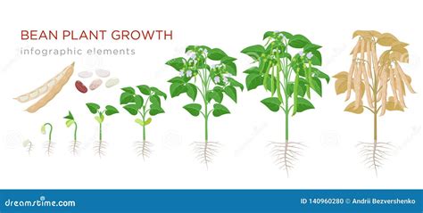 Lima Bean Plant Growth Chart