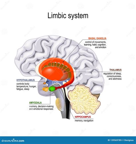 Limbic System Human Brain