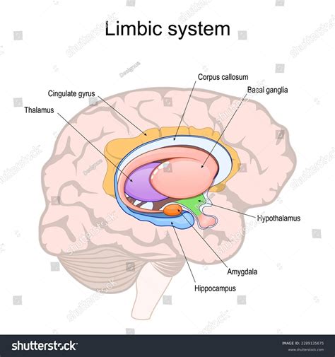 Limbic lament