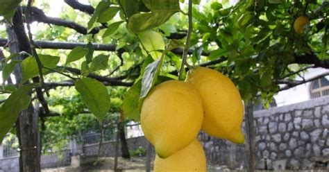 Limoncello Demonstration