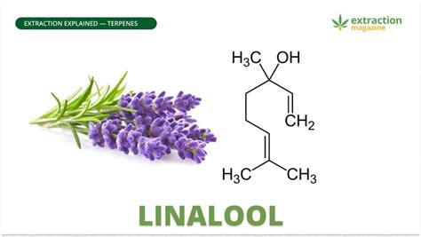 Unleash the Soothing Magic of Linalool – Transform Your Skin Care Routine Today!