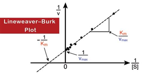 Lineweaver-Burk Plot and Alpha Determination