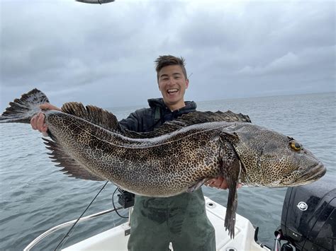 Lingcod in the Channel Islands