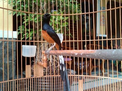 Lingkungan Kandang Burung Murai Batu Indonesia