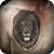 Lion Tattoo Photos