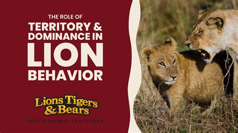 Lion Behavior and Safety
