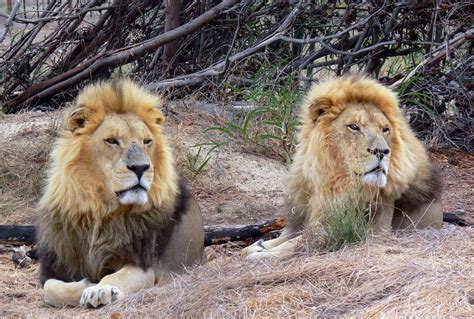 Lion Park Conservation