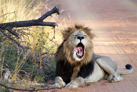 Lion Waking Up Safari