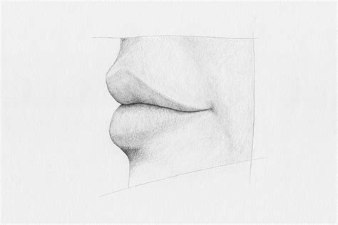 Lip Anatomy Side Profile Drawing