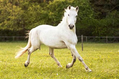 Lipizzaner Horses