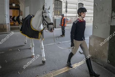 Lipizzaner Morning Exercise