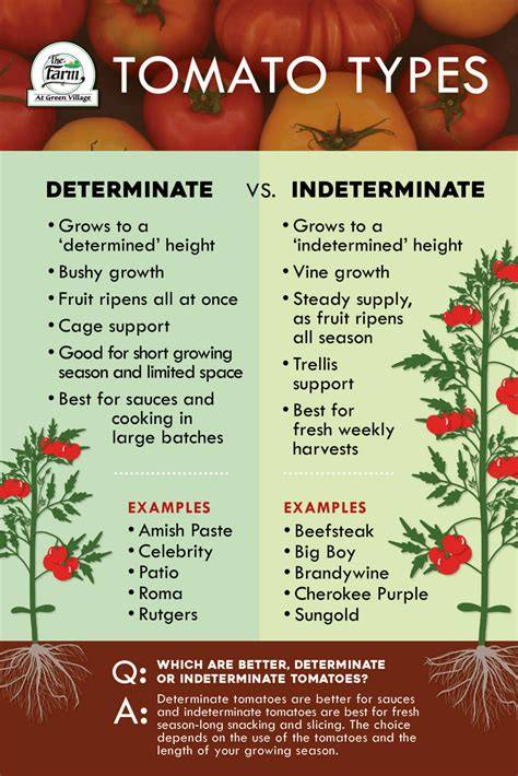 List Of Determinate And Indeterminate Tomatoes