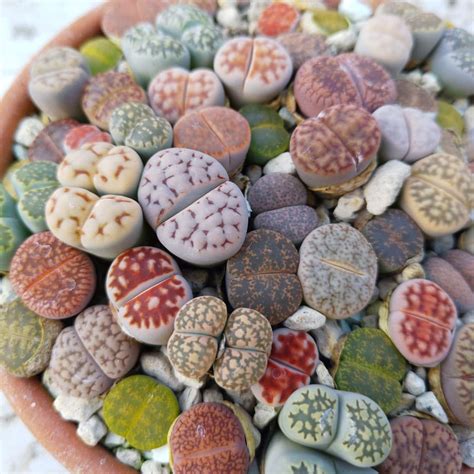 Lithops: Living Stones