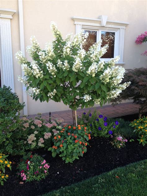 Small Trees for Landscaping Types Designs Ideas Picture