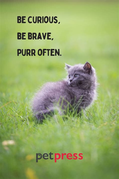 Little Kitten Quotes