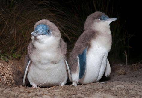 Little Penguins