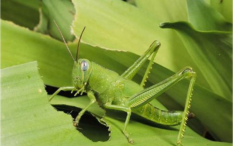Live Grasshopper