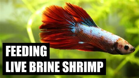 Live Brine Shrimp For Betta