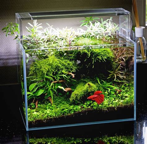 Live Plants For Betta Fish Tank