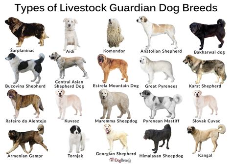 Live Stock Guardian Dogs