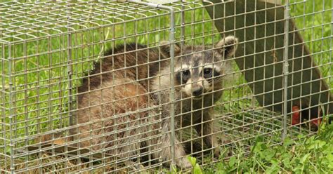 Live Trapping Strategies