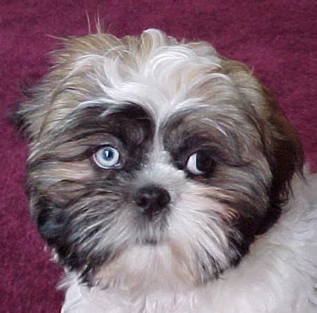 Can Shih Tzu have blue eyes?