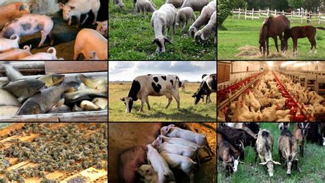 Livestock Farming Business